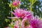 Cultivated a flowers dahlia beautiful pink