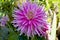 Cultivated a flowers dahlia beautiful pink