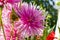 Cultivated a flowers dahlia beautiful pink