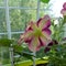 A cultivated form of petunia flower.ing plant. Balcony greening