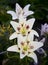 In a cultivated garden. Three big beautiful white Lily flower on a green background.