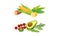 Cultivated Garden Vegetable with Avocado and Corn Cob as Raw Eco Nutrition Vector Set