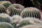 Cultivated golden barrel cactuses