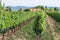 Cultivated grape vine on the spanish grape farm. Summer, harvest time