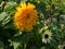 Cultivated Hybrid Sunflower growing in a garden in Kent