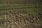 Cultivated land with seedlings and rocks