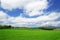 Cultivated landscape. Pear trees in a green field.