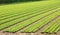 Cultivated lettuce field in a farming plantation