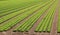 cultivated lettuce field in a farming plantation