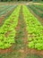 Cultivated lettuce grown in garden