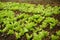 Cultivated lettuce salad in the garden