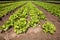 Cultivated lettuces