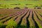 Cultivated meadow