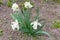 Cultivated narcissus with white petals and white trumpet-shaped corona