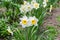 Cultivated narcissus with white petals and yellow cup-shaped corona
