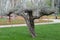 Cultivated olive tree on Guhlane Park in Istanbul.