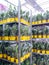 Cultivated ornamental flowers growing in a commercial plactic foil covered horticulture greenhouse