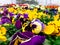 Cultivated ornamental flowers growing in a commercial plactic foil covered horticulture greenhouse