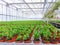 Cultivated ornamental flowers growing in a commercial plactic foil covered horticulture greenhouse