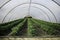 Cultivated plantation in plastic greenhouse