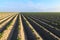 Cultivated potato field