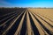 Cultivated potato field in spring time