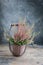 Cultivated potted pink calluna vulgaris or common heather flowers standing on wooden background