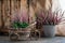 Cultivated potted pink calluna vulgaris or common heather flowers standing on wooden background