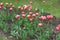 Cultivated red and white bicolor flowers of tulips