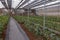 Cultivated roses rows in glasshouse in daytime in rural area for agritourism, agrotourism, plantation, work, agriculture