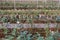 Cultivated roses rows in glasshouse in daytime in rural area for agritourism, agrotourism, plantation, work, agriculture, career,