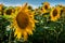 cultivated small sunflowers at the ripening stage