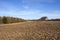 Cultivated soil and pine woodland