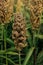 Cultivated sorghum field