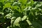 Cultivated tobacco Nicotiana tabacum;