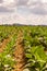 Cultivated tobacco in plantation. Cuba.