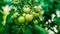 Cultivated tomato plants growing on branch in greenhouse interior. Harvest.