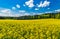 Cultivated yellow canola rapeseed field at spring season with green forest and beautiful cloudscape