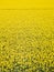 Cultivated yellow flowering rapeseed fields in the summertime, aerial shot