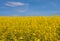 Cultivated yellow raps field in Lithuania