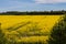 Cultivated yellow raps field in Lithuania