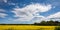 Cultivated yellow raps field in Lithuania