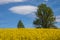 Cultivated yellow raps field in Lithuania