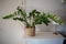 Cultivated Zamioculcas houseplant in a beige flowerpot over a white background