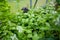Cultivating basil in a greenhouse in summer season. Growing own vegetables in a homestead. Gardening and lifestyle of self-