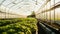 Cultivating the Future: Sustainable Farming Inside an Industrial Greenhouse, Generative AI