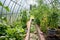 Cultivating herbs and vegetables in a greenhouse in summer season. Growing own vegetables in a homestead. Gardening and lifestyle