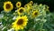 Cultivating sunflowers in a field