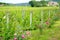 Cultivating of wine grapes in the vineyards around Montalcino town, known worldwide for the production of wine. Tuscany, Italy