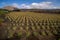 Cultivation of aloe in the north of the island of Lanzarote, Canary Islands, Spain